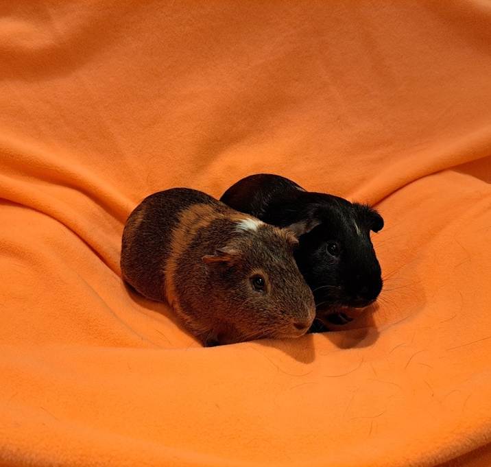 Photo of Wallace and Gromit