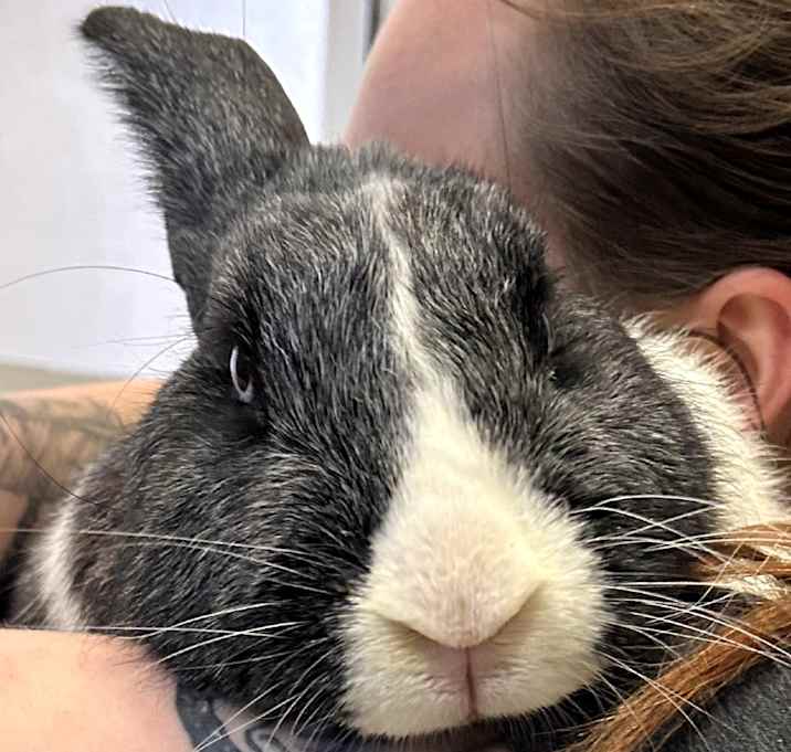 Photo of Bun Bun The Iron Giant