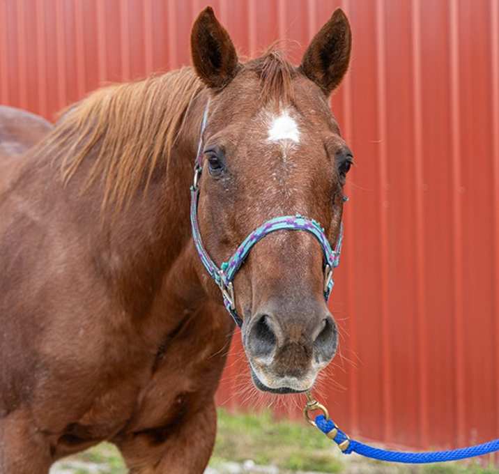 Photo of Beau -- Bonded Buddy With Cj