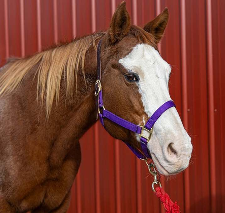 Photo of Cj -- Bonded Buddy With Beau