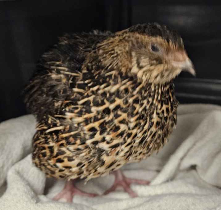 Photo of Quincy (mcas)