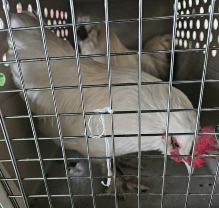 Photo of Sage (mcas)