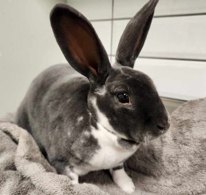 Photo of Violet (and Veruca)