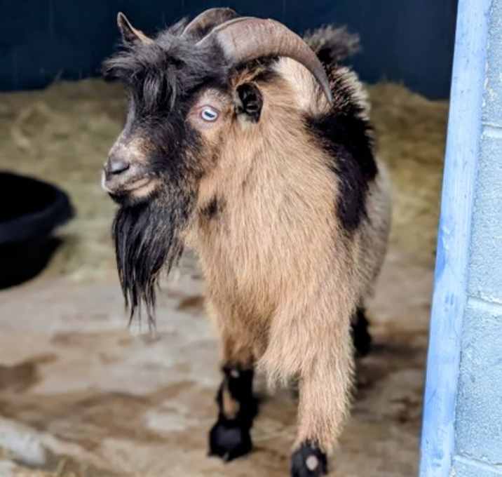 Photo of Dr. Dillamond