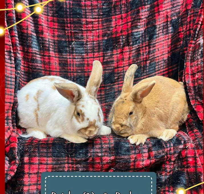 Photo of Paisley (2)