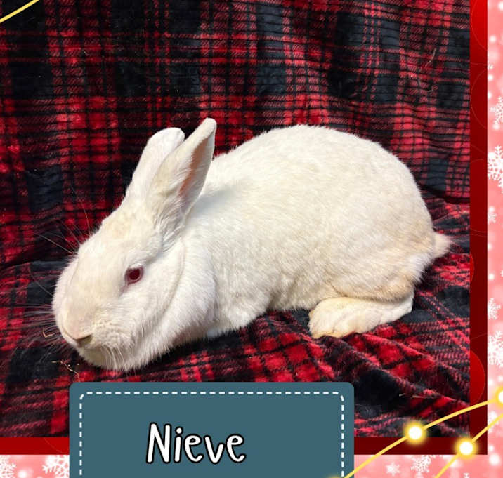 Photo of Nieve