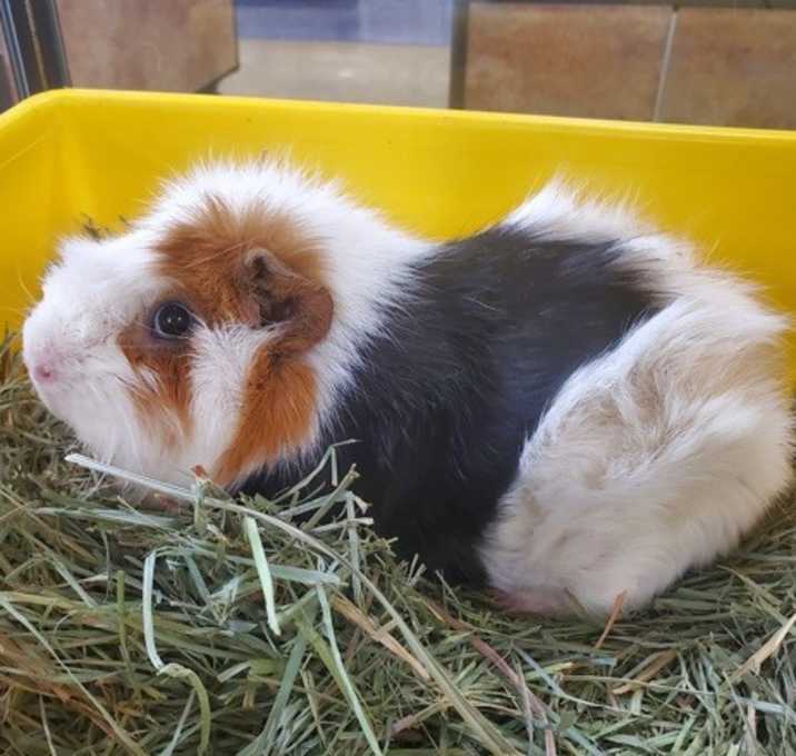 Photo of Marshmellow