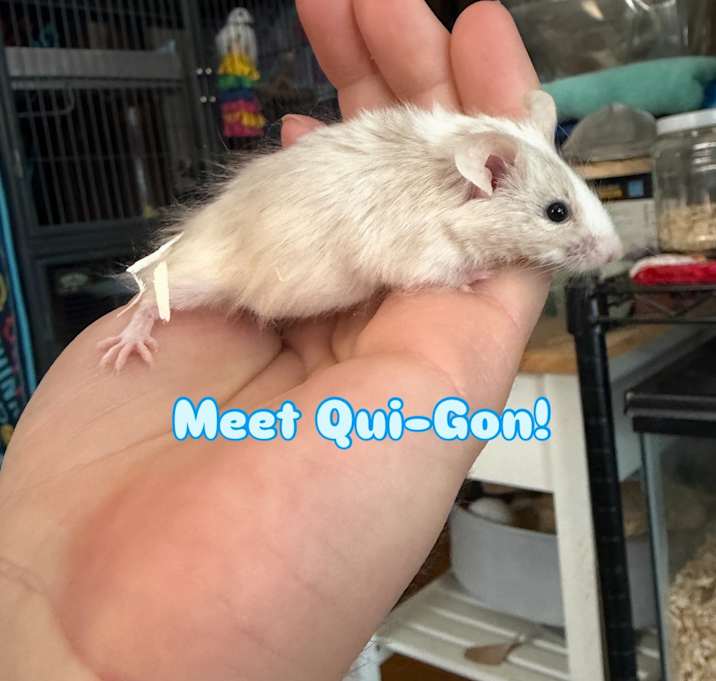 Photo of Qui-Gon