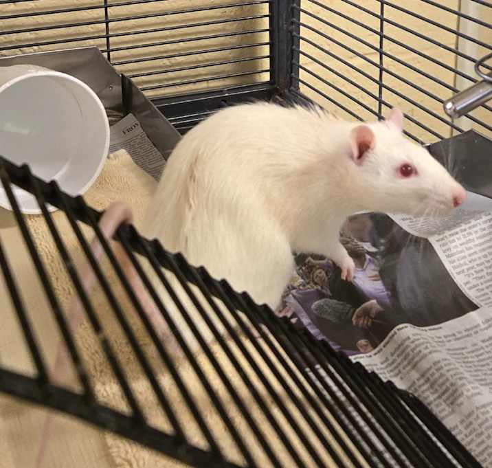 Photo of Chris P Rat