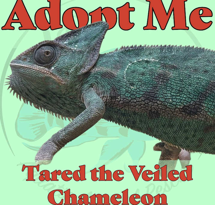 Photo of Tared the Veiled Chameleon