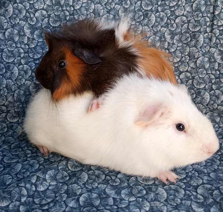 Photo of Spike/Curly