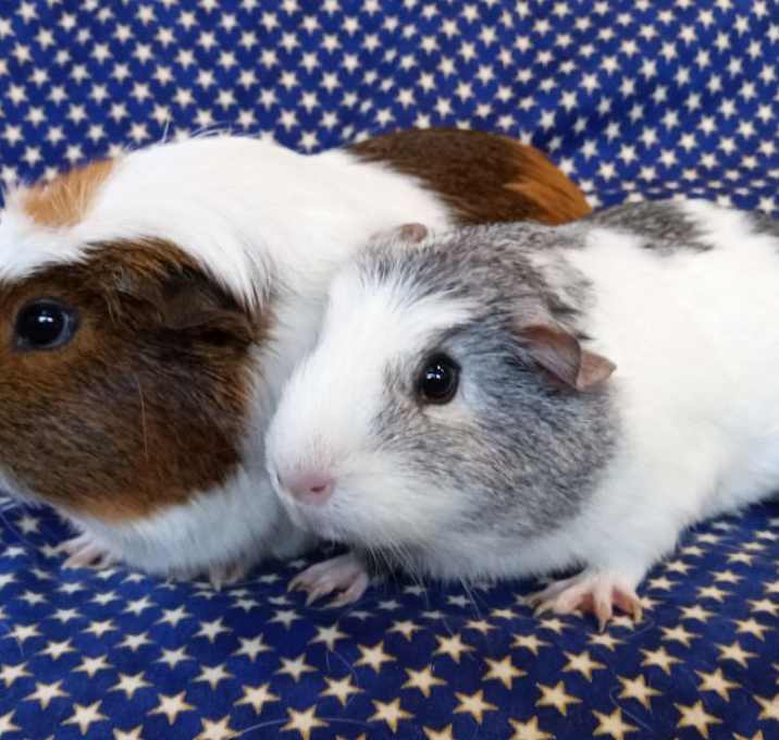 Photo of Poppie/Pixie