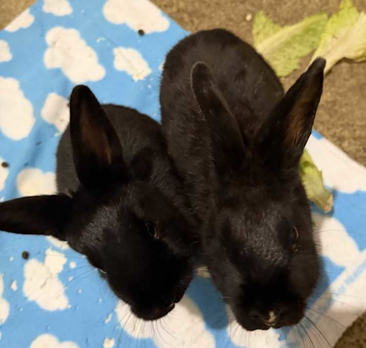 Photo of Hunter & Rio