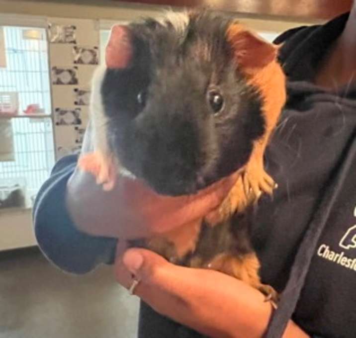 Photo of 90271a Emily