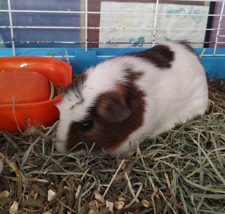 Photo of Choriza & Kuro