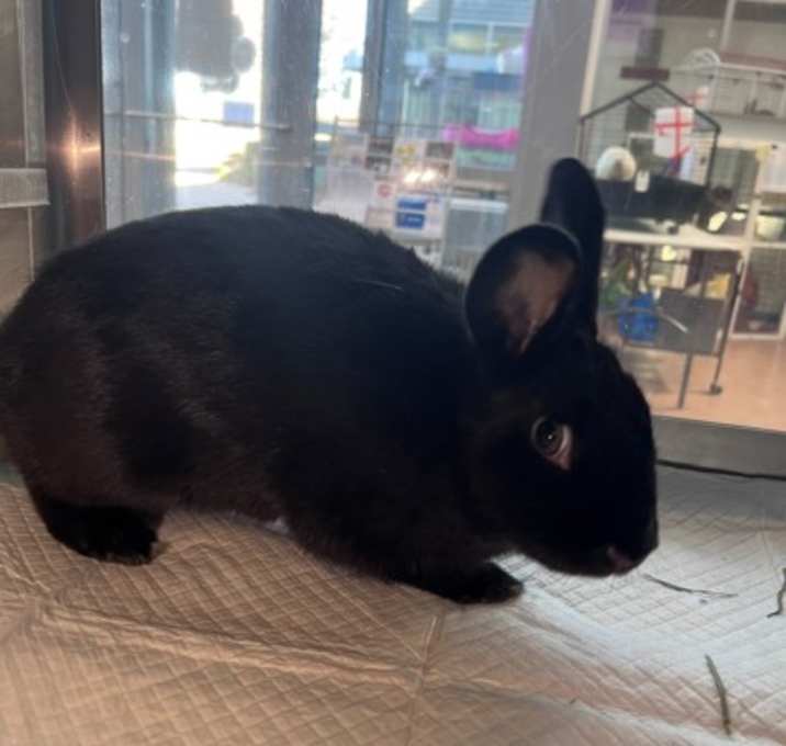 Photo of Velvet Brick