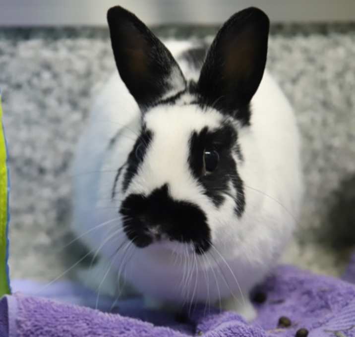 Photo of MarshaMallow