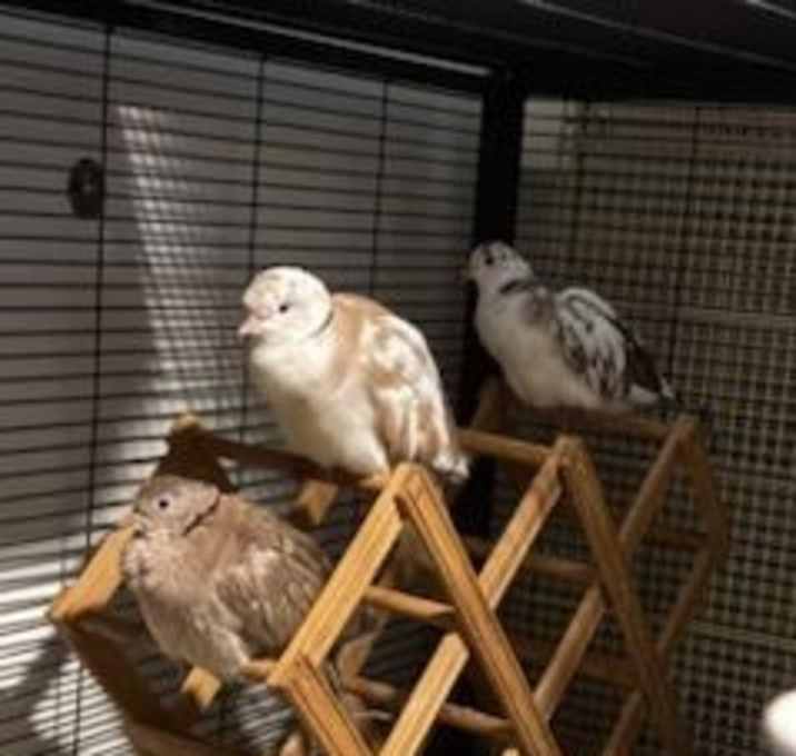 Photo of Jack, Arthur, Genevieve and Merlin