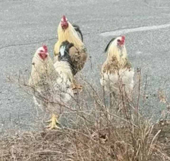 Photo of 3 Roosters