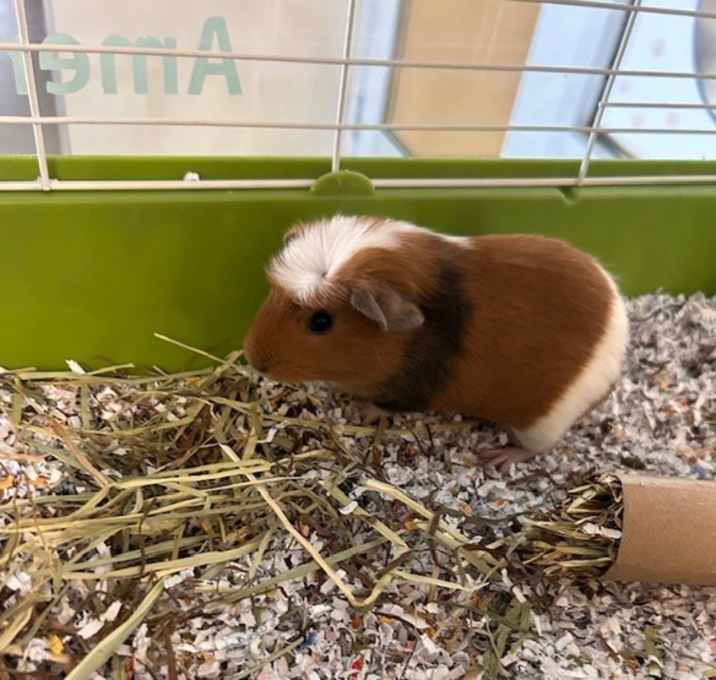 Photo of Mr. Wigglesworth