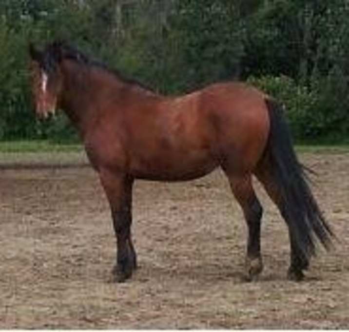 Photo of Boudreaux