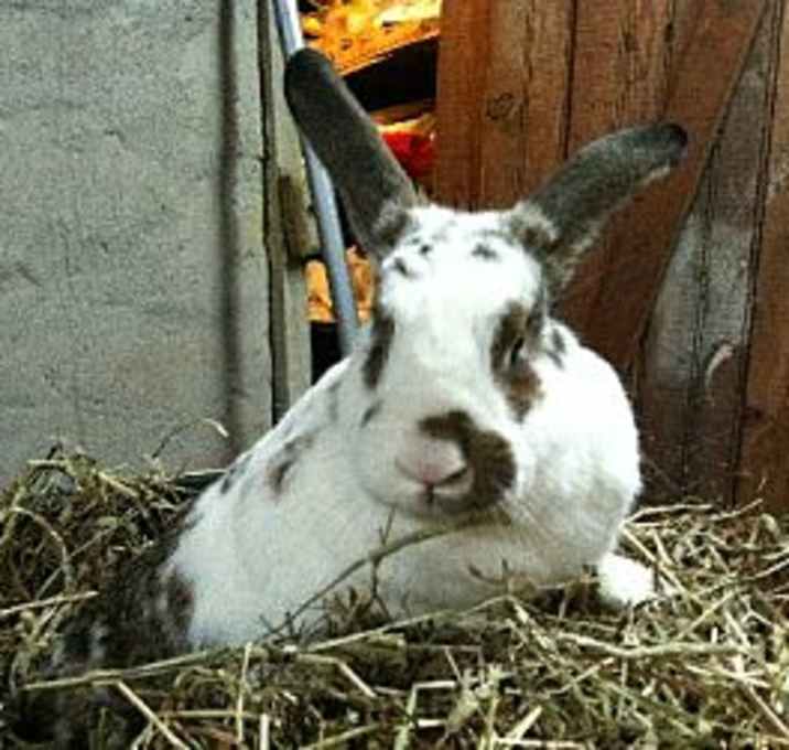 Photo of Pumpkin