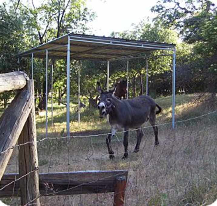Photo of Pedro
