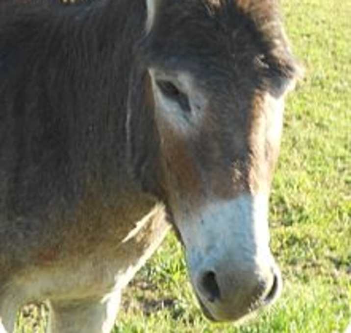 Photo of JarHead