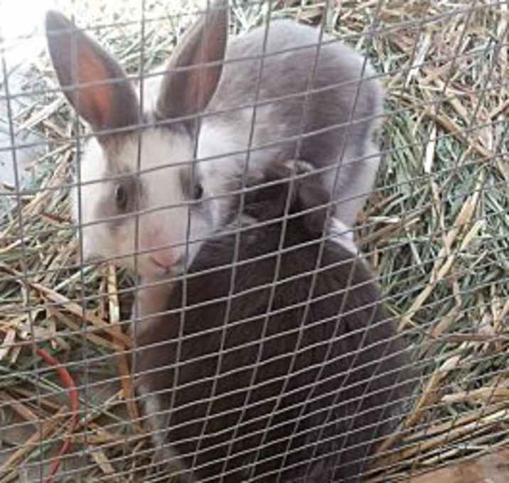 Photo of snickers