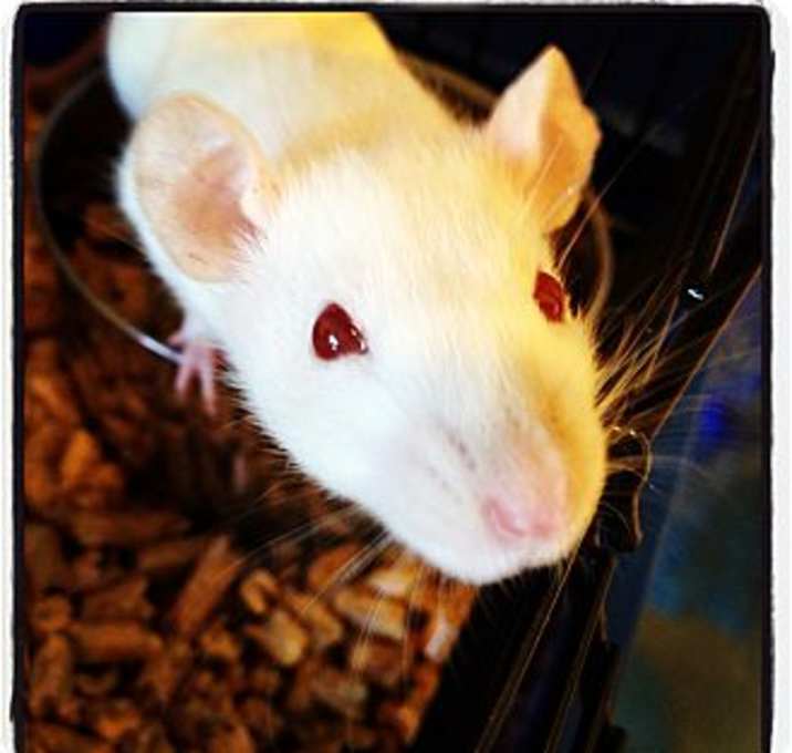 Photo of Baby Rat White 6