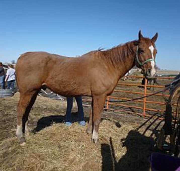 Photo of Chief