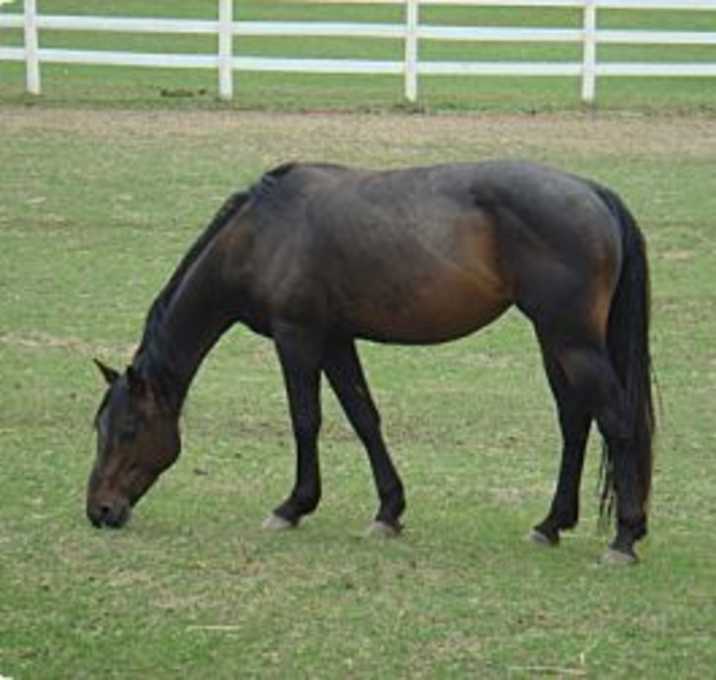 Photo of Bayo