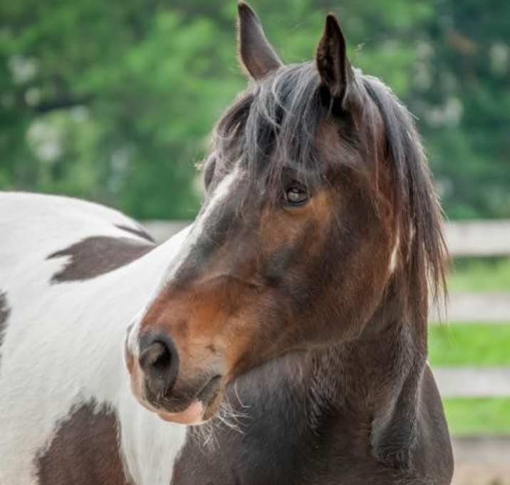Photo of Mosey