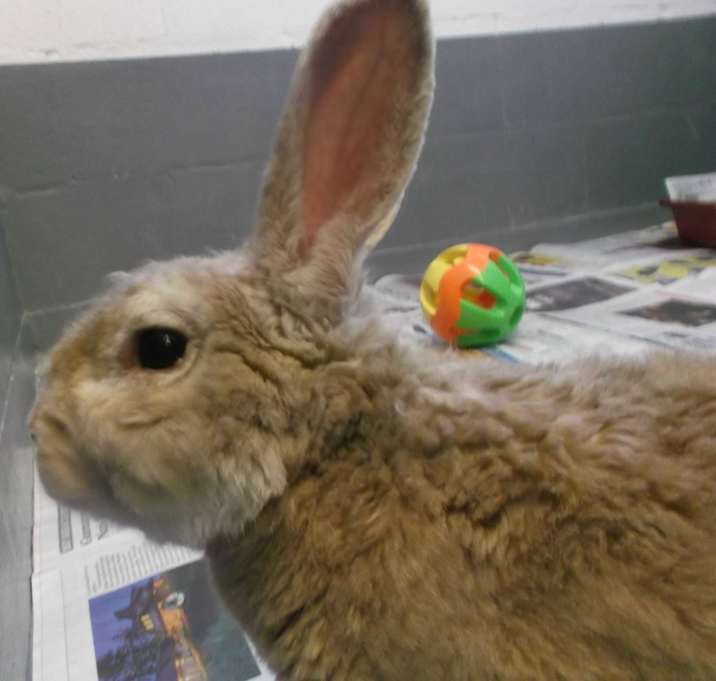 Photo of BROWNIE