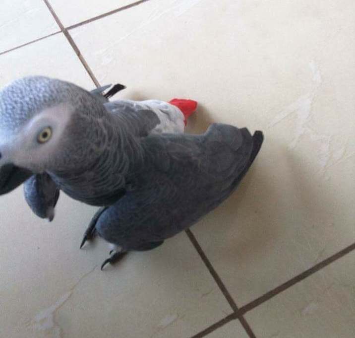Photo of Charlie