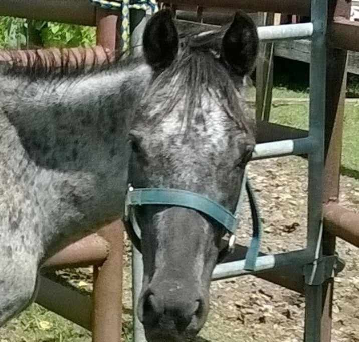 Photo of Artemis