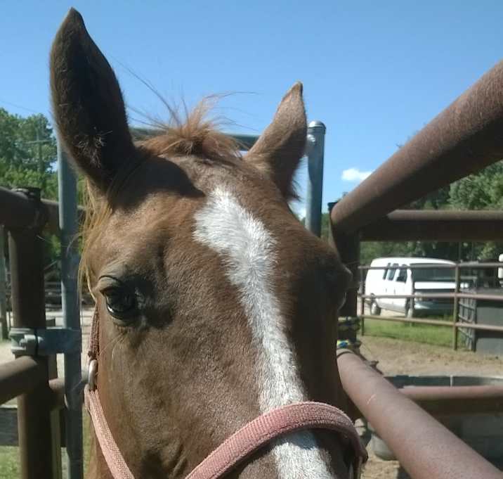 Photo of Bess
