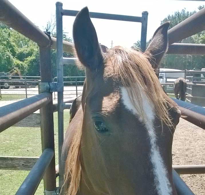 Photo of Celeste