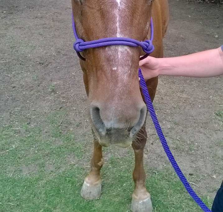 Photo of Rusty Red