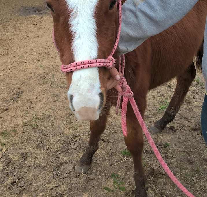 Photo of Whisper