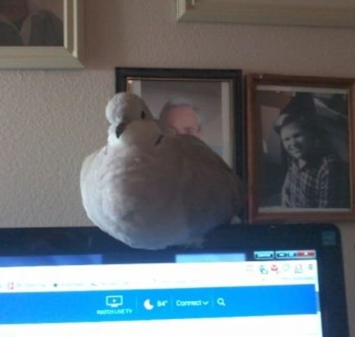Photo of Coco