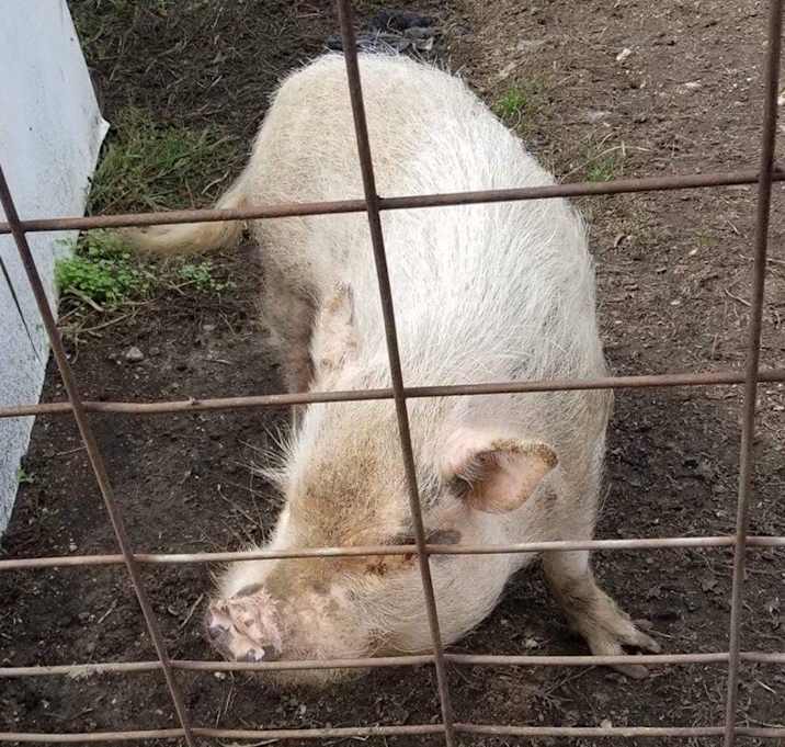 Photo of Wilbur