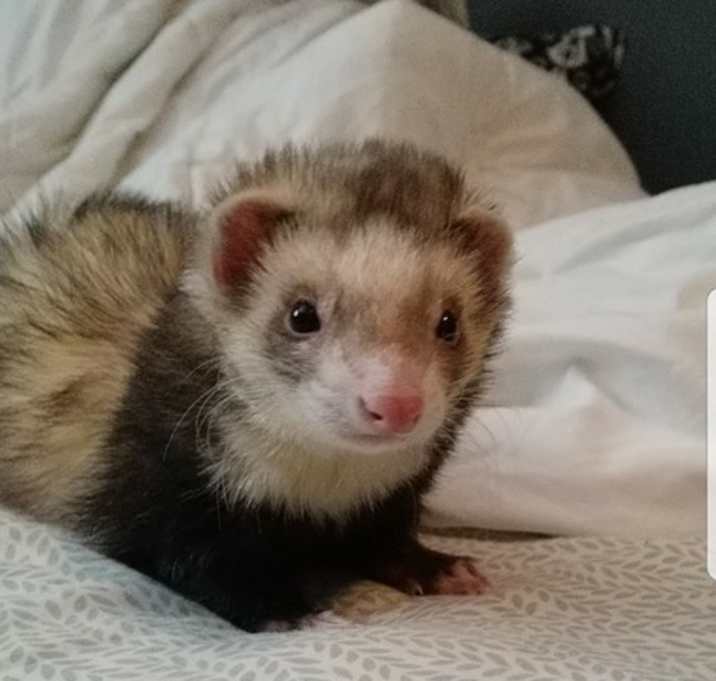 Photo of Nugget