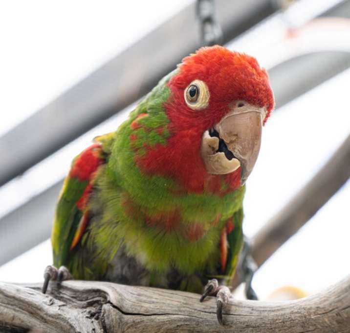 Photo of Adrian