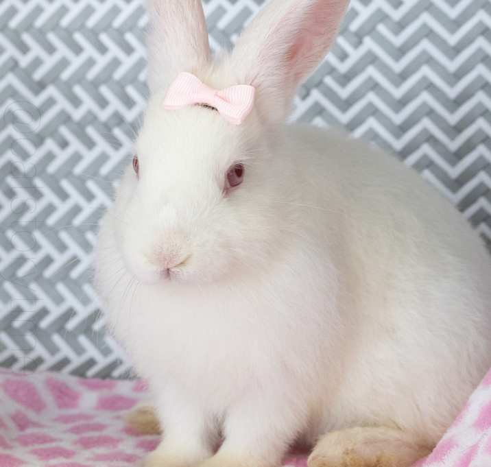 Photo of Thumper