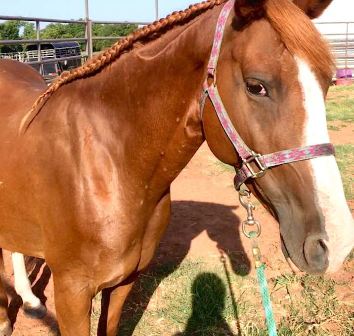 Photo of Ginger