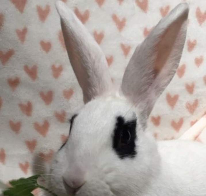 Photo of Dottie