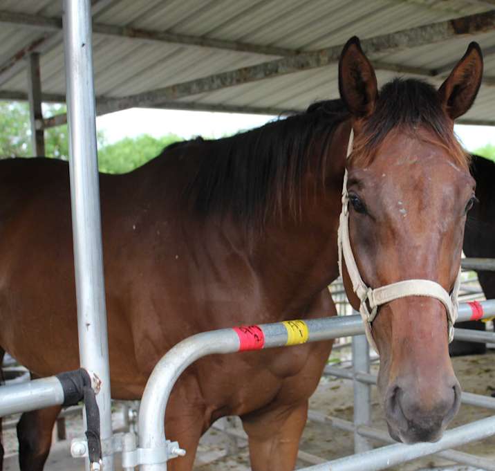 Photo of Hercules