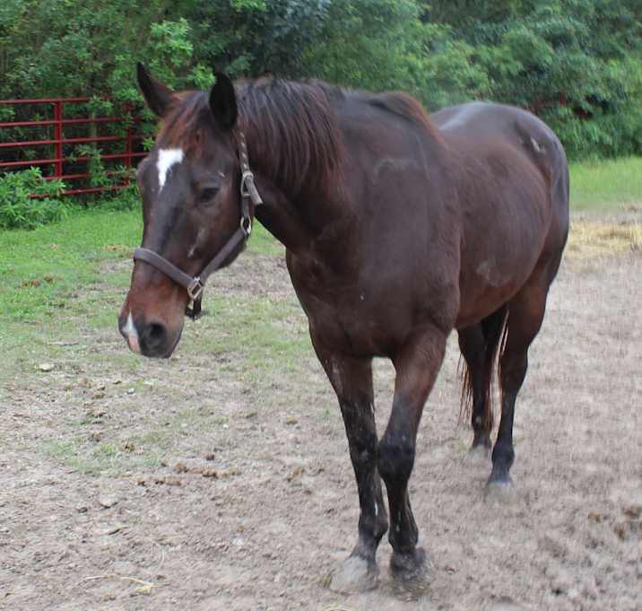 Photo of Valiant