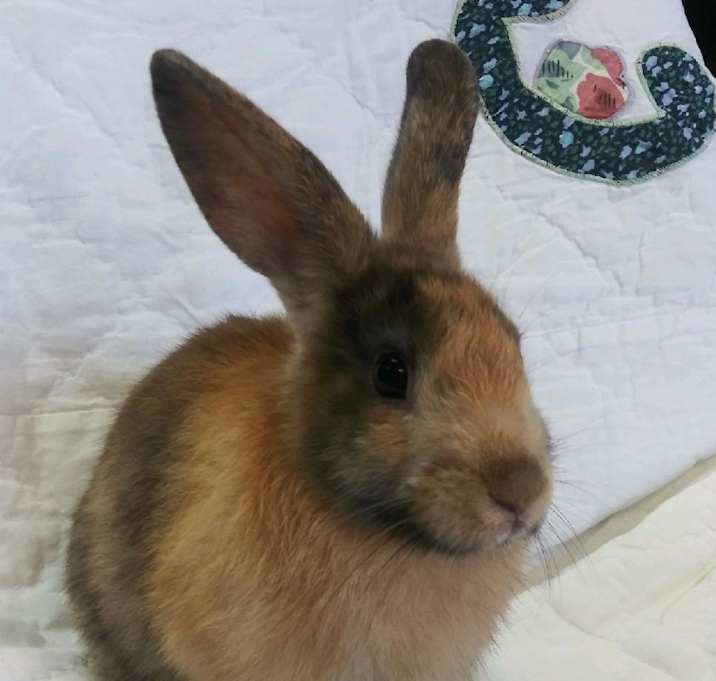 Photo of Ash